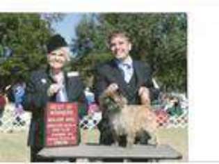 Cairn Terrier Puppy for sale in Newberry, FL, USA