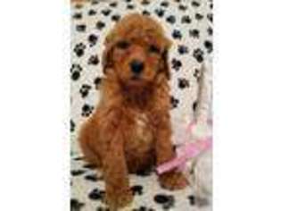 Goldendoodle Puppy for sale in Rushville, IN, USA