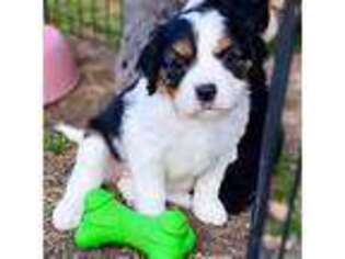 Cavalier King Charles Spaniel Puppy for sale in Woodway, TX, USA