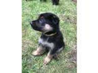 German Shepherd Dog Puppy for sale in Branch, MI, USA