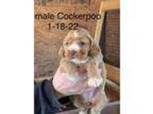 Cock-A-Poo Puppy for sale in Owensboro, KY, USA
