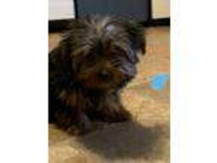 Yorkshire Terrier Puppy for sale in Rattan, OK, USA