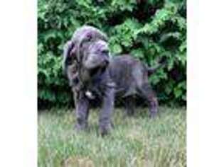 Neapolitan Mastiff Puppy for sale in Nappanee, IN, USA