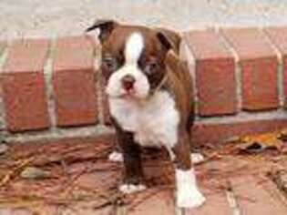 Boston Terrier Puppy for sale in Carrollton, VA, USA