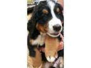 Bernese Mountain Dog Puppy for sale in GRAND COULEE, WA, USA