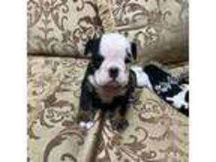 Bulldog Puppy for sale in Saint Clair Shores, MI, USA