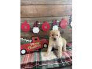 Goldendoodle Puppy for sale in Hampshire, IL, USA