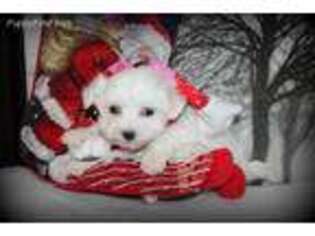 Maltese Puppy for sale in Maitland, MO, USA