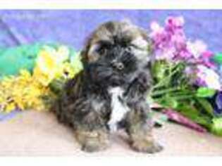 Havanese Puppy for sale in Ronks, PA, USA