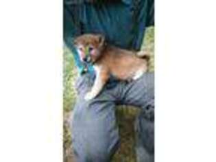 Shiba Inu Puppy for sale in Goshen, IN, USA