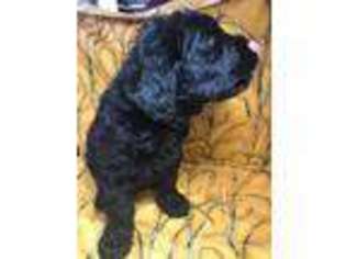 Black Russian Terrier Puppy for sale in Orlando, FL, USA
