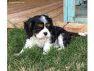 Cavalier King Charles Spaniel Puppy for sale in Gainesville, TX, USA