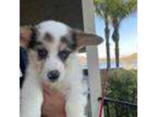 Cardigan Welsh Corgi Puppy for sale in Quail Valley, CA, USA