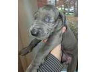 Great Dane Puppy for sale in Rome City, IN, USA