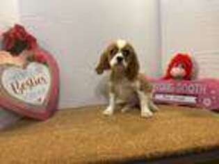 Cavalier King Charles Spaniel Puppy for sale in Shirley, NY, USA