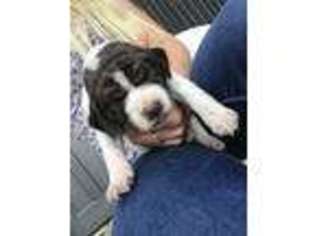 German Shorthaired Pointer Puppy for sale in Martinsville, VA, USA