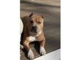 American Staffordshire Terrier Puppy for sale in Pembroke, MA, USA