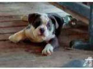Olde English Bulldogge Puppy for sale in GERBER, CA, USA