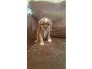 Cavalier King Charles Spaniel Puppy for sale in Alamogordo, NM, USA