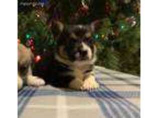 Pembroke Welsh Corgi Puppy for sale in Perry, OH, USA