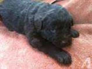 Labradoodle Puppy for sale in BANCROFT, ID, USA