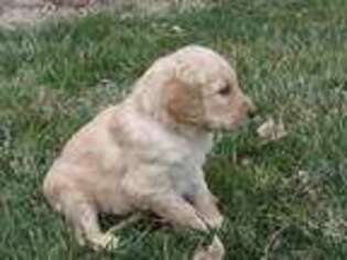 Goldendoodle Puppy for sale in Camden, IN, USA
