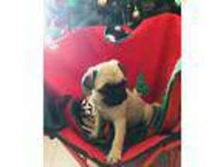 Pug Puppy for sale in Yucca Valley, CA, USA