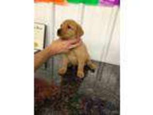 Labrador Retriever Puppy for sale in Croghan, NY, USA