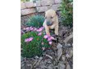 Bull Terrier Puppy for sale in Rio Rancho, NM, USA