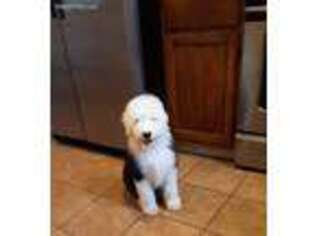 Old English Sheepdog Puppy for sale in Osceola, IN, USA
