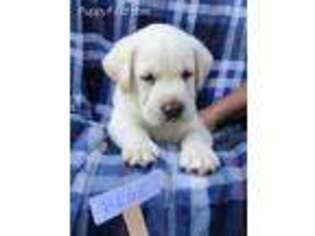 Labrador Retriever Puppy for sale in Dryden, VA, USA