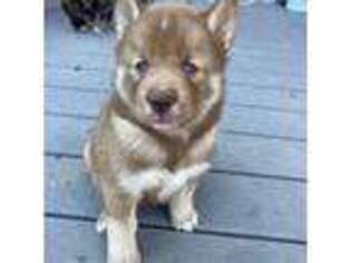 Siberian Husky Puppy for sale in York, ME, USA