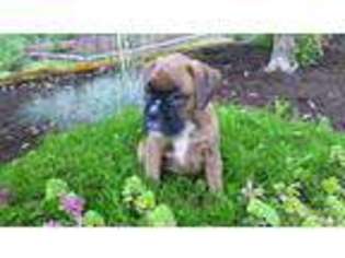Boxer Puppy for sale in Colton, OR, USA