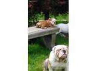 Bulldog Puppy for sale in Worcester, MA, USA