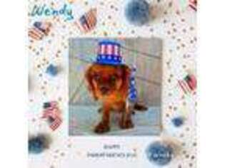 Cavalier King Charles Spaniel Puppy for sale in Puyallup, WA, USA