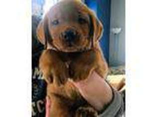 Labrador Retriever Puppy for sale in Mountville, PA, USA