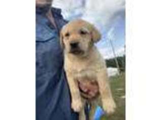 Labrador Retriever Puppy for sale in Cullman, AL, USA