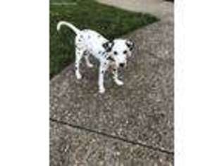 Dalmatian Puppy for sale in Charlestown, IN, USA