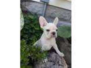 French Bulldog Puppy for sale in Pleasant View, TN, USA