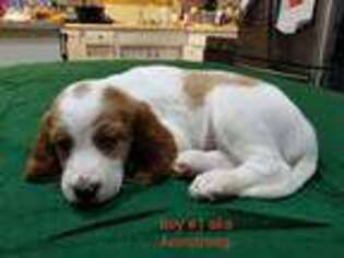Irish Red and White Setter Puppy for sale in Maplewood, MN, USA