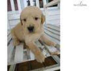 Golden Retriever Puppy for sale in Winston Salem, NC, USA