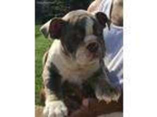 Bulldog Puppy for sale in Decatur, GA, USA