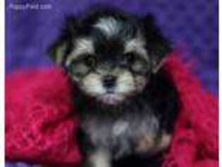 Mutt Puppy for sale in Vista, CA, USA