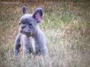 French Bulldog Puppy for sale in Emory, TX, USA