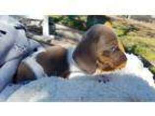 Dachshund Puppy for sale in Seguin, TX, USA