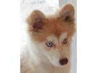 Siberian Husky Puppy for sale in Tamworth, NH, USA
