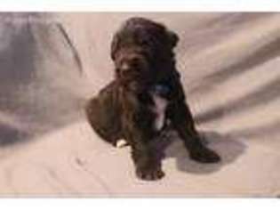 Labradoodle Puppy for sale in Godley, TX, USA