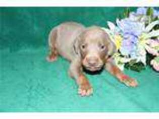 Doberman Pinscher Puppy for sale in Blacksburg, VA, USA