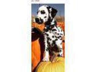 Dalmatian Puppy for sale in Sandy, UT, USA
