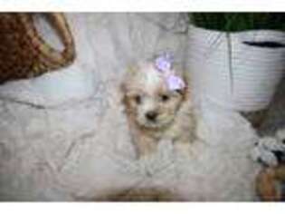 Shih-Poo Puppy for sale in Westminster, CO, USA